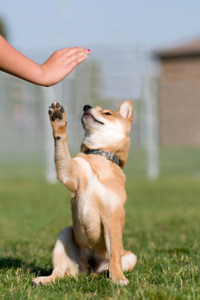 Companion Animal Solutions Dog training and Pet Behavior Experts