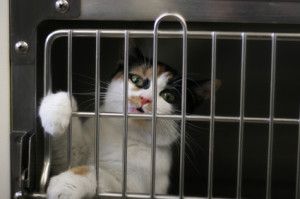 A white and tabby cat is in a crate at a shelter, reaching through the bars.